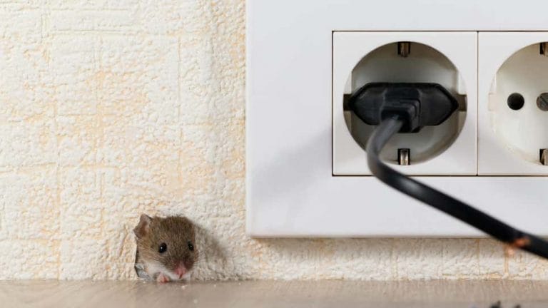 Thuê nhà ở cần chú ý vấn đề sinh vật gây ảnh hưởng cuộc sống