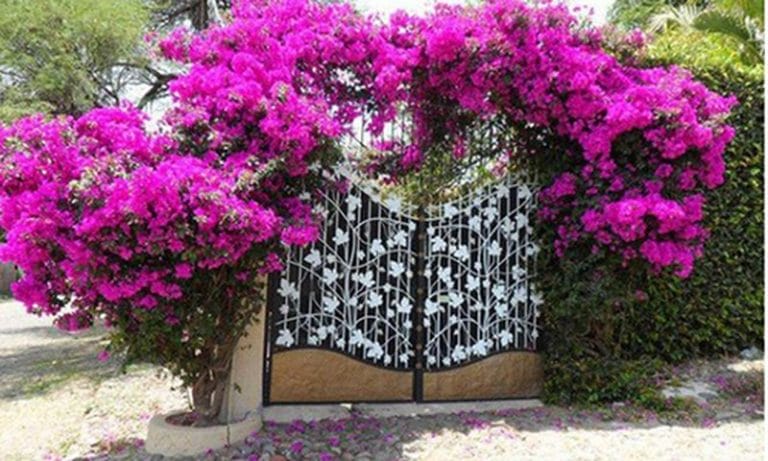 Vị trí và cách tranh trí nổi bật khi xây cổng nhà