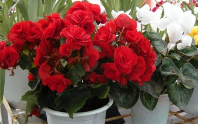 Hoa hải đường phù hợp cho lễ cúng ngày nhập trạch 