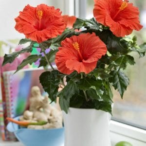 Một số loại hoa nên tránh trong lễ cũng chuyển nhà