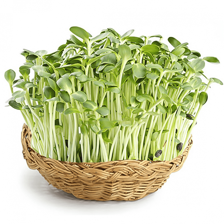 Những mầm xanh non nhiều dinh dưỡng