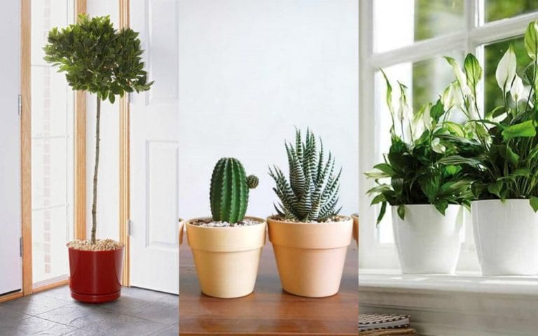 Những loại cây để phòng chống nồm ẩm hiệu quả 