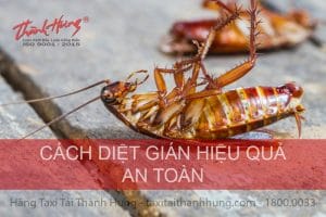 Cách diệt gián trong nhà hiệu quả mà đơn giản