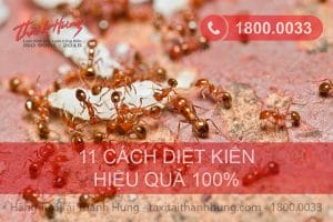 11 cách đuổi kiến ra khỏi nhà hiệu quả nhất