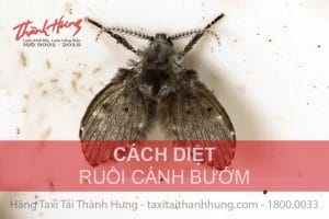 Cách diệt ruồi cánh bướm trong nhà
