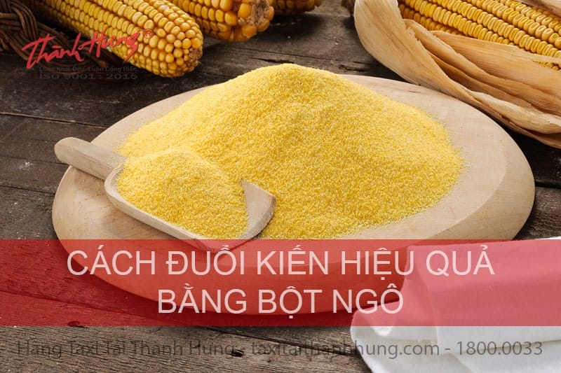 Diệt kiến trong nhà bằng bột ngô
