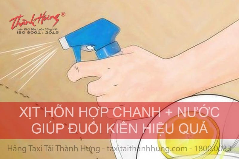 Mẹo đuổi kiến hiệu quả bằng chanh tươi