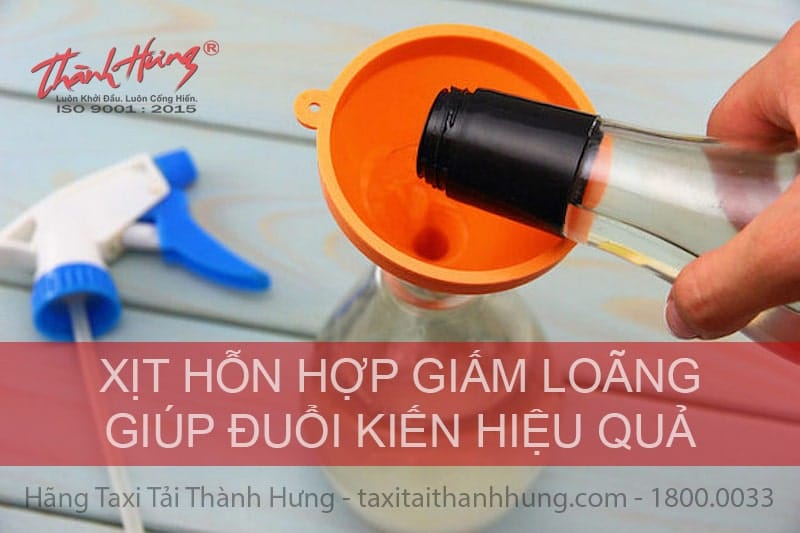 Cách trị kiến trong nhà bằng giấm trắng