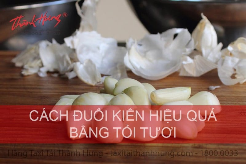 Mẹo đuổi kiến kiến trong nhà bằng tỏi