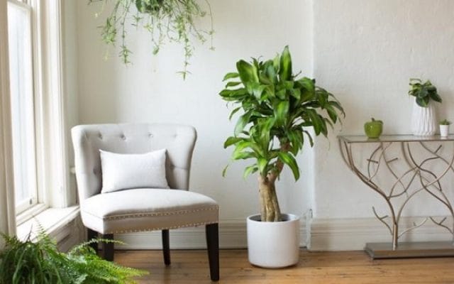 Chăm sóc cây cảnh trong nhà đúng cách 