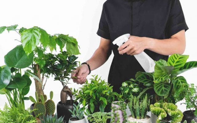 Không gian ngôi nhà thêm sinh động với những chậu cây cảnh 