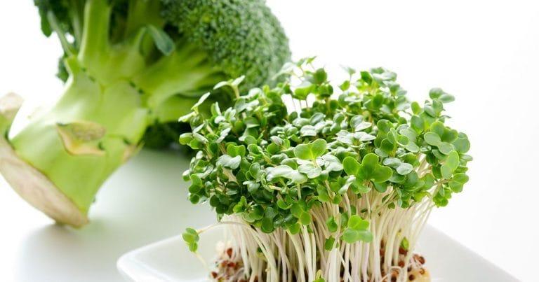 Sự đa dạng từ các loại mầm tốt cho sức khỏe