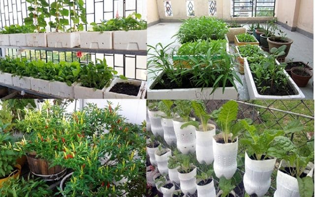 Trồng rau sạch tại nhà hiệu quả