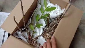 Cách vận chuyển hoa lan